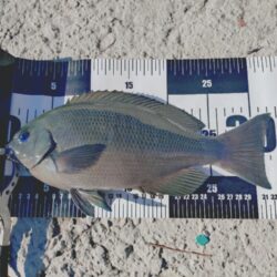 久しぶりのカゴ釣り