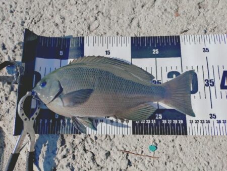 久しぶりのカゴ釣り