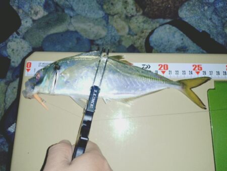 ２週間ぶりの淡路島🎣