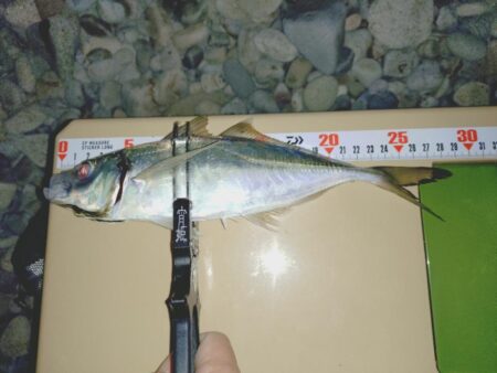 フロートアジング新場所調査