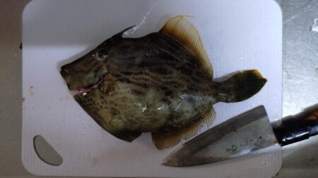 船カワハギ