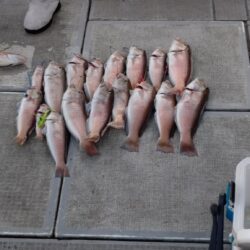 釣り納めアマダイ！！