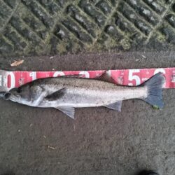 四魚種釣れました!