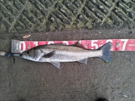 四魚種釣れました!