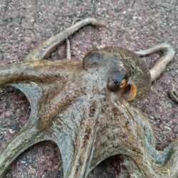 【毎日の朝活情報】絶好調のタコ、ボウズ無し…