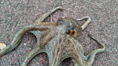 【毎日の朝活情報】絶好調のタコ、ボウズ無し…