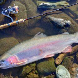 大物を５匹キャッチ！ ～天竜川ルアーフライ…