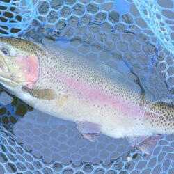 かっこいい魚がいっぱい ～岡崎トラウトポン…