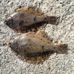 カレイシーズン2