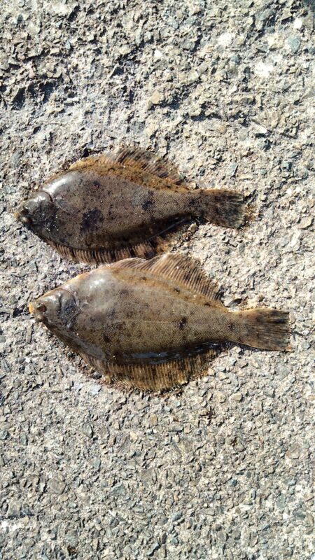 カレイシーズン2