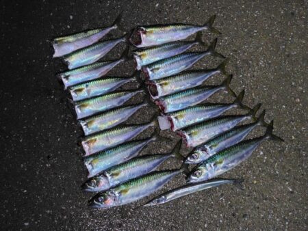 サヨリを狙ったらサバに押しつぶされた話