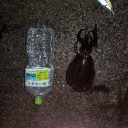秋イカ狙い