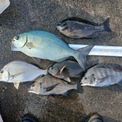 和歌山県日置（三倉渡船）でグレ釣り