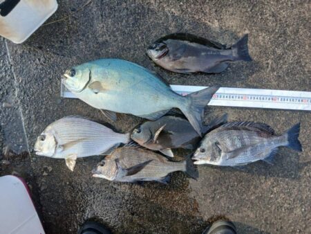 和歌山県日置(三倉渡船)でグレ釣り