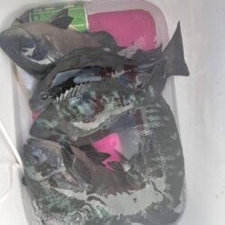 和歌山市江（吉丸渡船）でグレ釣り1日目