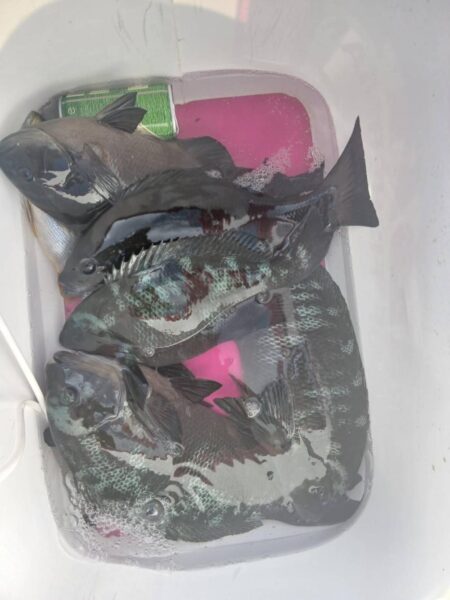 和歌山市江（吉丸渡船）でグレ釣り1日目