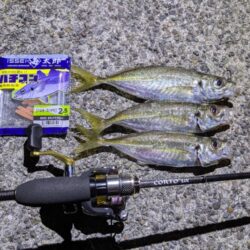 初投稿!アジング釣行
