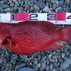 一年ぶりの投稿です