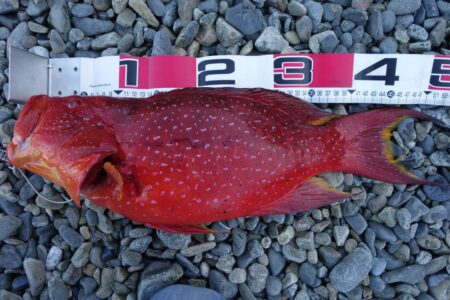 一年ぶりの投稿です