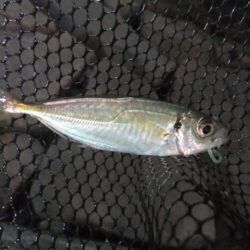 小アジ好調キープ