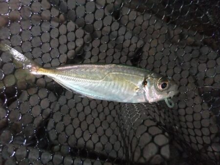 小アジ好調キープ