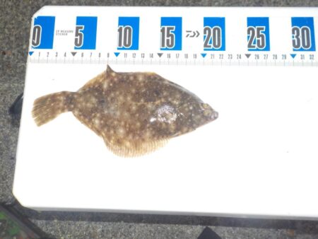 投げ釣り第2戦〜平磯海釣り公園〜