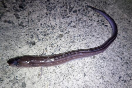 極寒強風アナゴ釣り