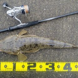 マゴチ、メッキ、ソゲ