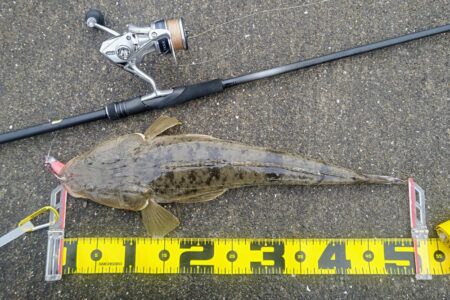 マゴチ、メッキ、ソゲ