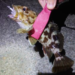 西二見漁港でアジング