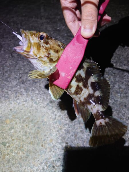 西二見漁港でアジング