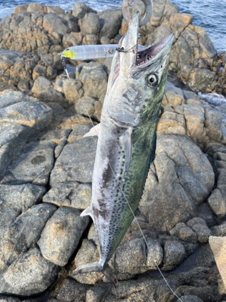 地磯で大物