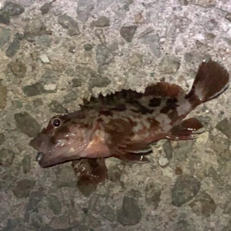 ４年ぶりのメバリング