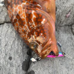 ロックショア納め