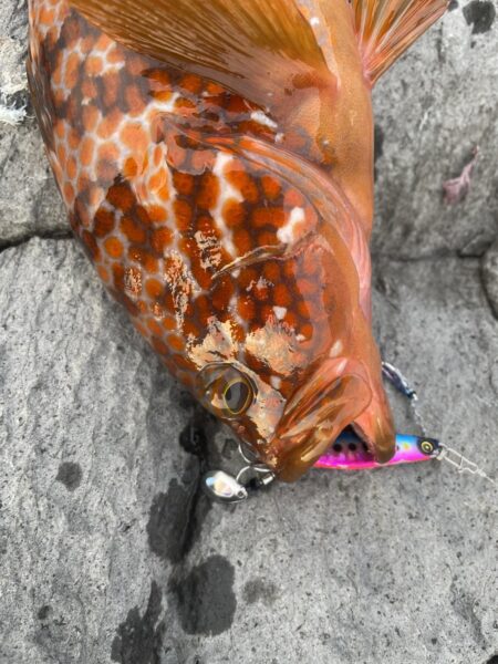 ロックショア納め