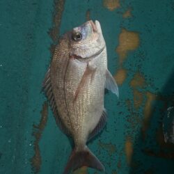 オキアミ五目釣り