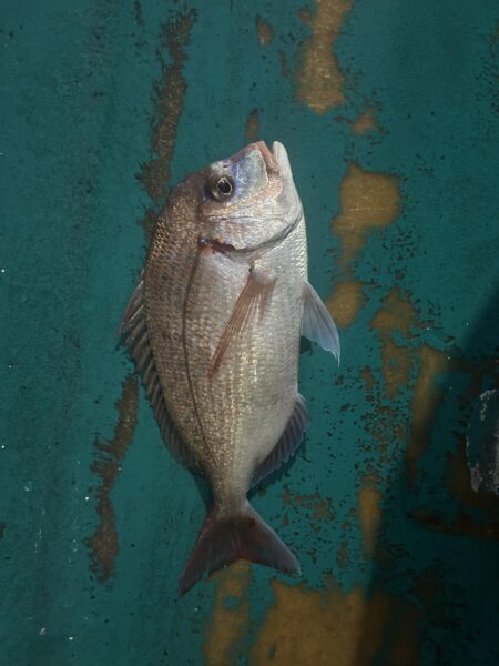 オキアミ五目釣り