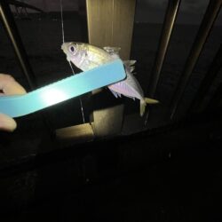 投げ釣り失敗！サビキもギリギリ