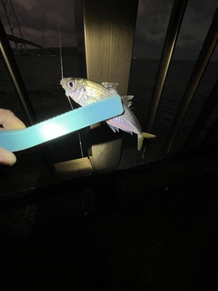 投げ釣り失敗！サビキもギリギリ