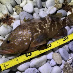 終盤アコウ、良型捕獲。