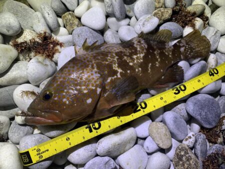 終盤アコウ、良型捕獲。