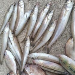 東二見の落ちギス調査