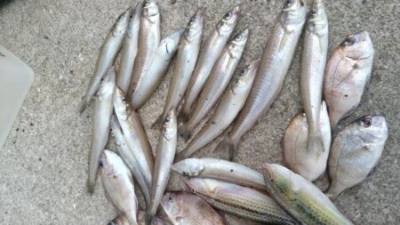 東二見の落ちギス調査