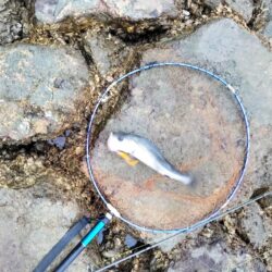 12月になっても、シーバス活性高い。