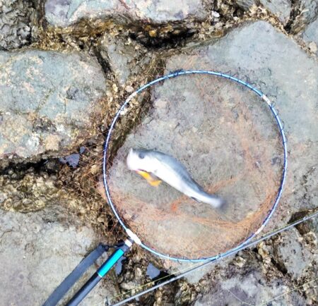 12月になっても、シーバス活性高い。