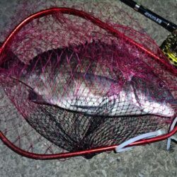 2025/12/29　南港ヘチ釣り　早朝（…