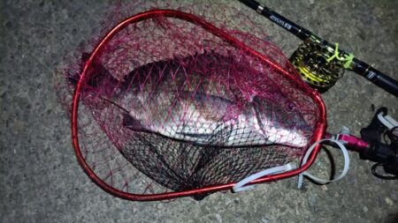 2025/12/29　南港ヘチ釣り　早朝（…