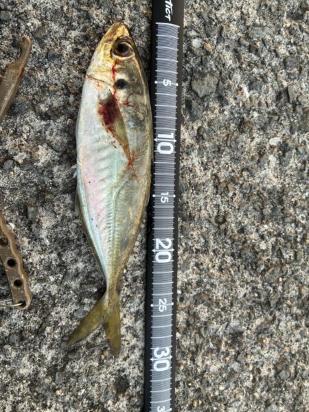 エサには負けます