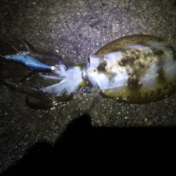 エギは釣れます。