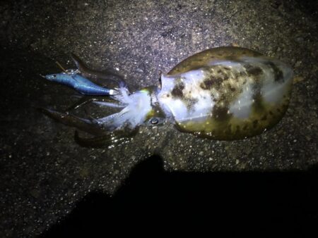 エギは釣れます。